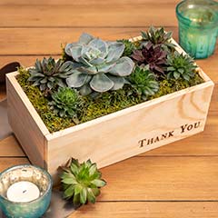 "Thank You" Succulent Image 1