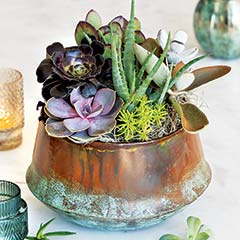 San Feliz Succulent Image 1