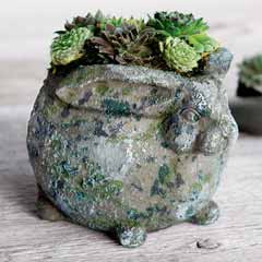 Succulent Bunny Image 1