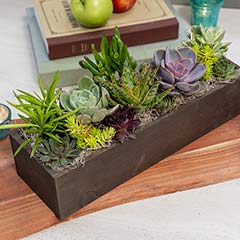 Signature Succulent Planter Image 3